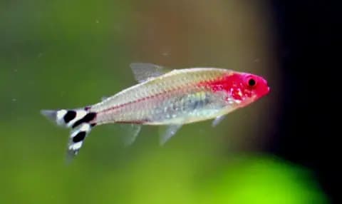 Kırmızı burunlu tetra (Hemigrammus bleheri)