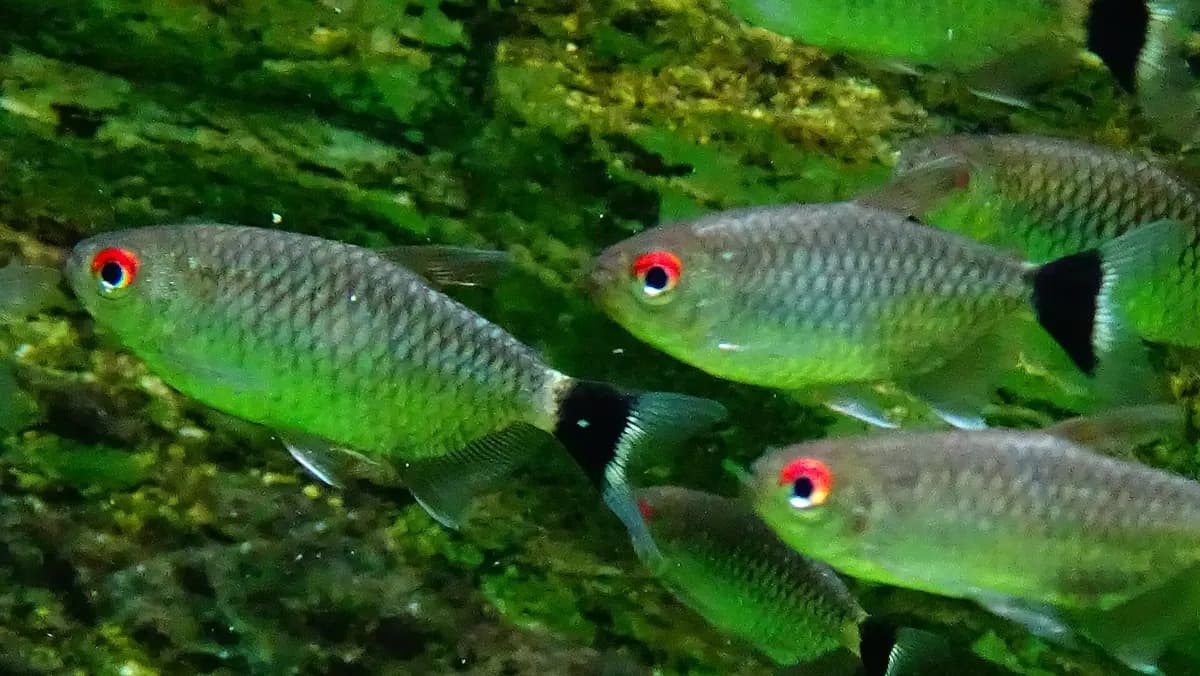 Kırmızı gözlü tetra (Moenkhausia sanctaefilomenae)