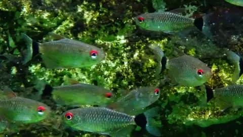 Kırmızı gözlü tetra (Moenkhausia sanctaefilomenae)