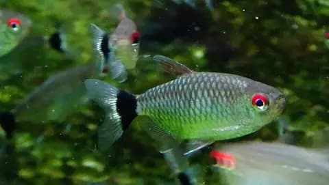 Kırmızı gözlü tetra (Moenkhausia sanctaefilomenae)