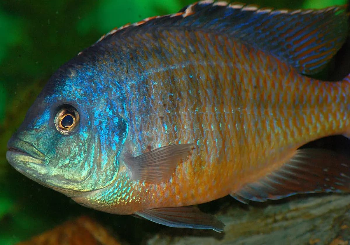 Kırmızı imparatoriçe (Protomelas taeniolatus)
