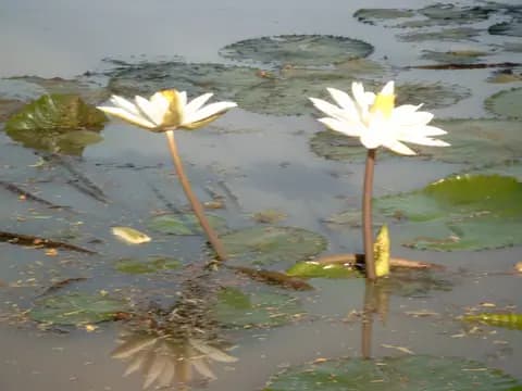 Kırmızı lotus (Nymphaea zenkeri)