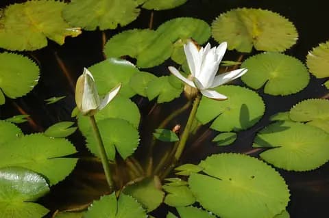 Kırmızı lotus (Nymphaea zenkeri)