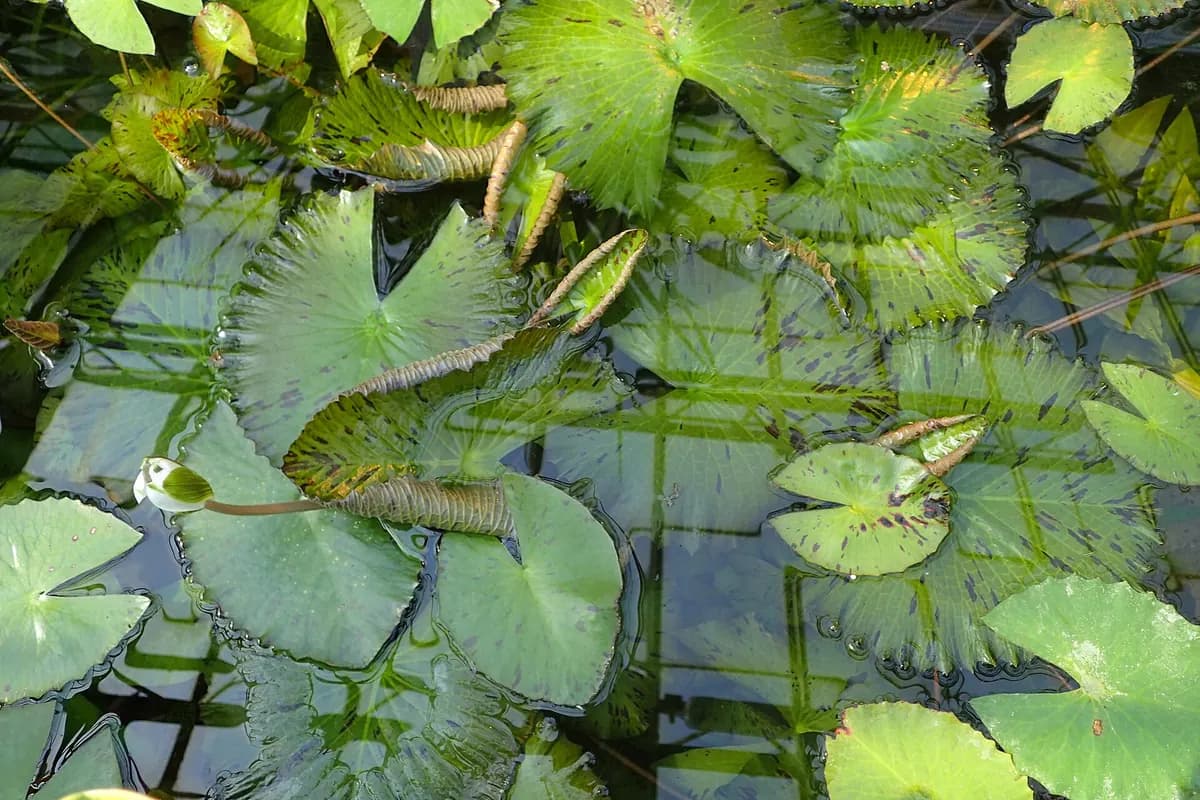 Kırmızı lotus (Nymphaea zenkeri)
