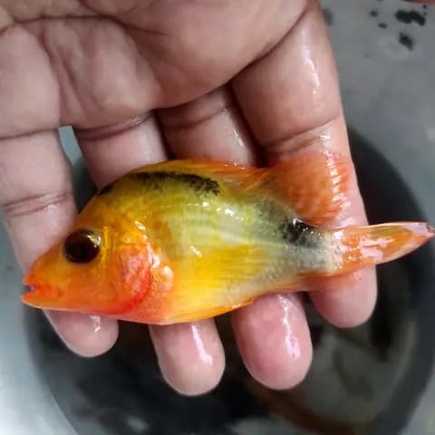 Kırmızı şeytan (Amphilophus labiatus)