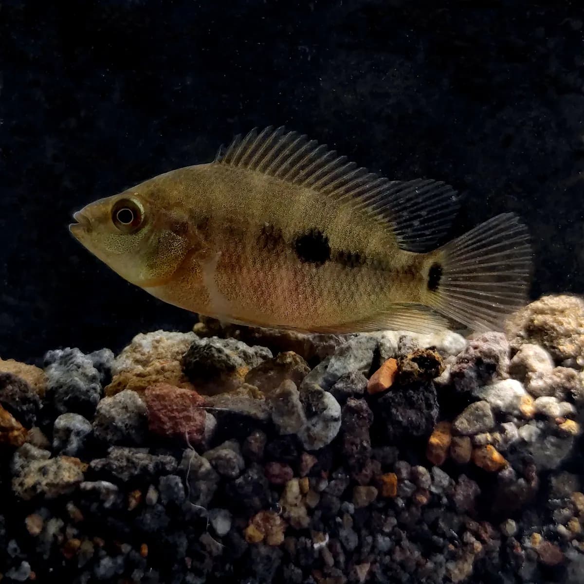 Kırmızı şeytan (Amphilophus labiatus)