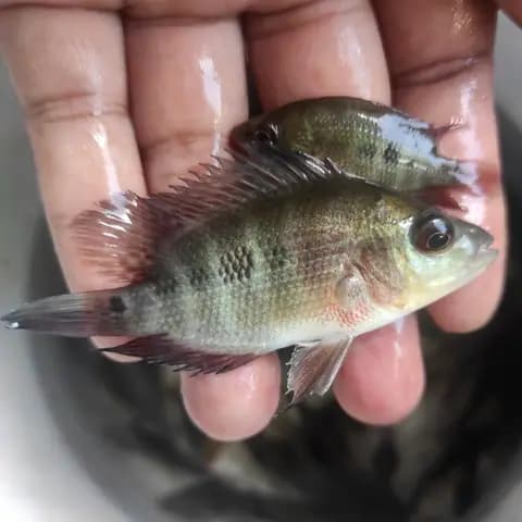 Kırmızı şeytan (Amphilophus labiatus)