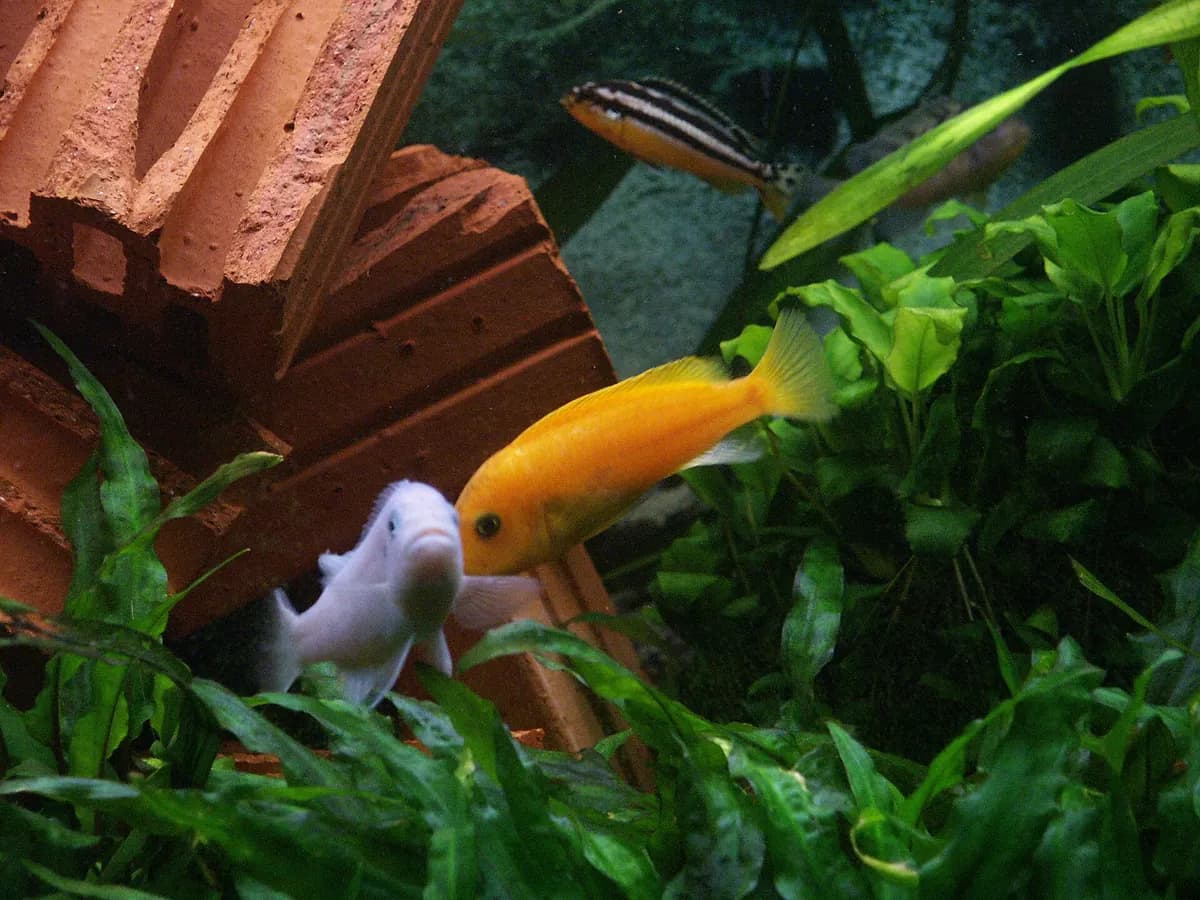 Kırmızı zebra ciklet (Maylandia estherae)