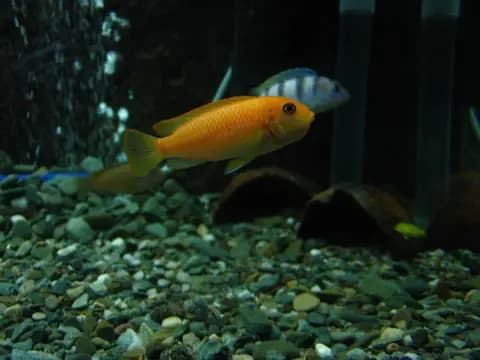 Kırmızı zebra ciklet (Maylandia estherae)