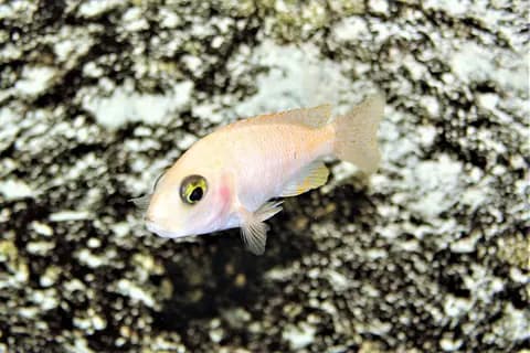 Kırmızı zebra ciklet (Maylandia estherae)