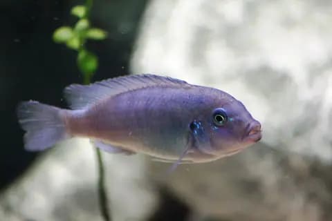 Kobalt mavi zebra (Maylandia callainos)