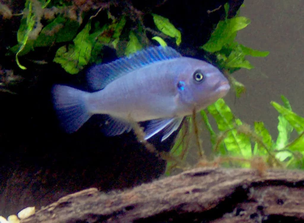 Kobalt mavi zebra (Maylandia callainos)