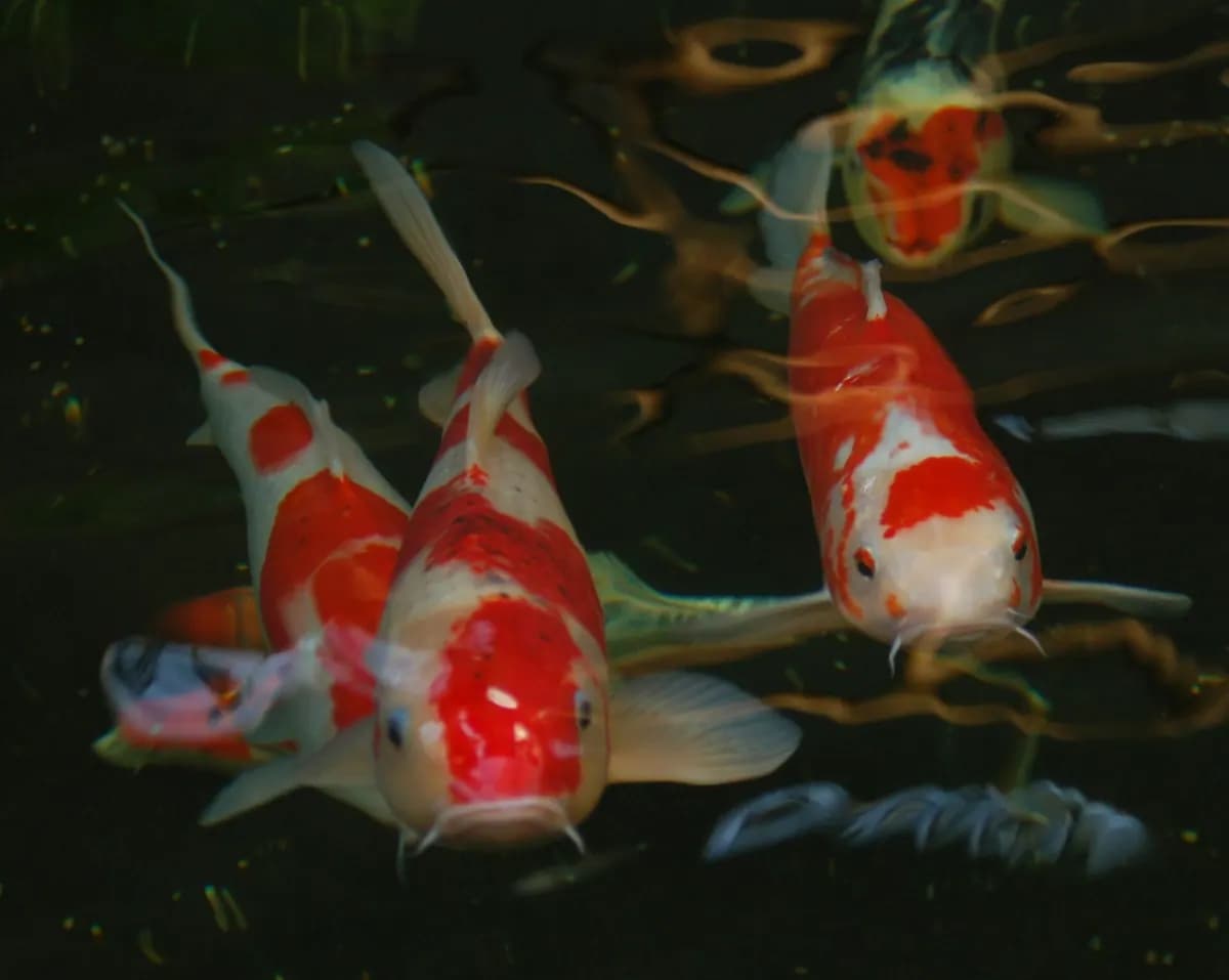 Koi (Cyprinus rubrofuscus)