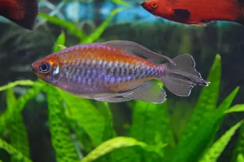 Kongo tetrası (Phenacogrammus interruptus)