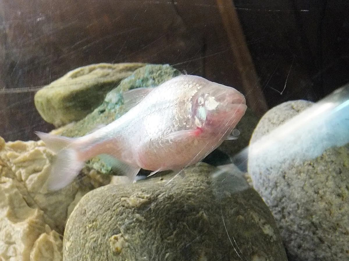 Kör mağara balığı (Astyanax mexicanus)