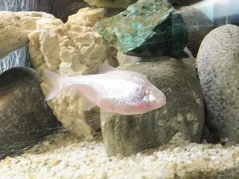 Kör mağara balığı (Astyanax mexicanus)