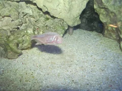 Kör mağara balığı (Astyanax mexicanus)