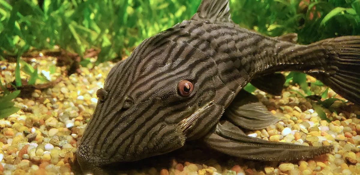 Kraliyet vatozu (Panaque nigrolineatus)