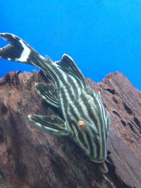 Kraliyet vatozu (Panaque nigrolineatus)
