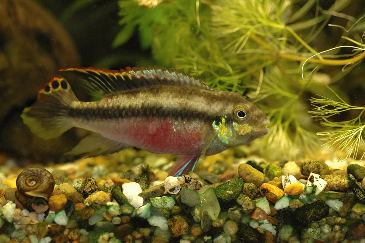 Kribensis (Pelvicachromis pulcher)