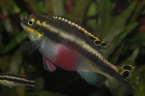 Kribensis (Pelvicachromis pulcher)