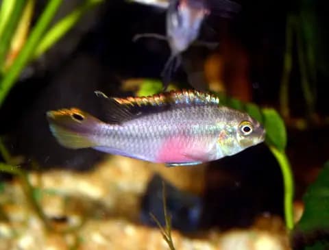 Kribensis (Pelvicachromis pulcher)