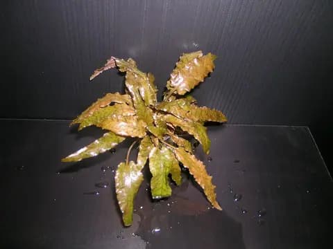 Kriptokorin wendtii (Cryptocoryne wendtii)