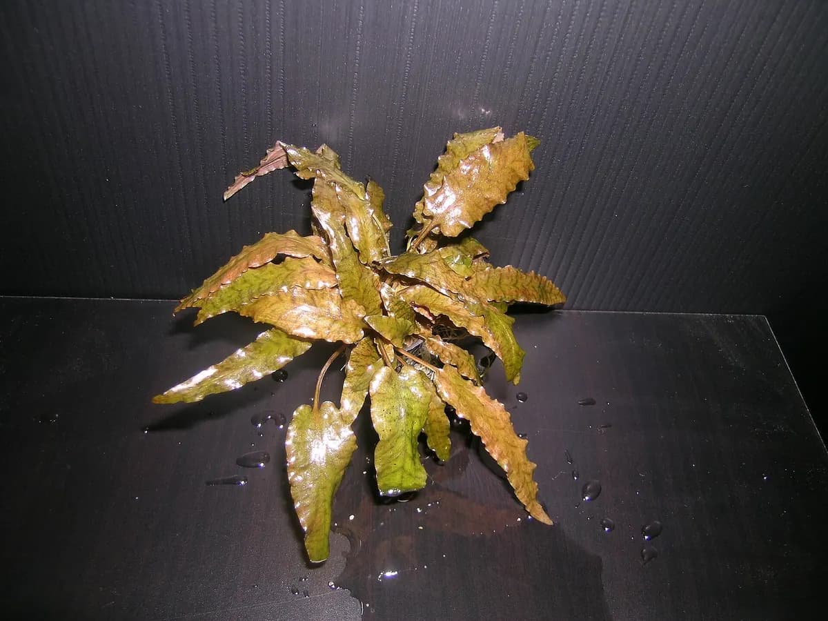 Kriptokorin wendtii (Cryptocoryne wendtii)