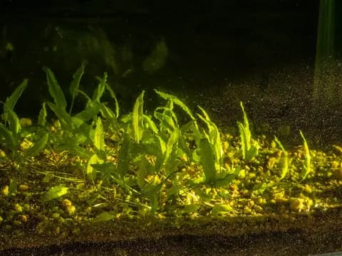 Kriptokorin wendtii (Cryptocoryne wendtii)