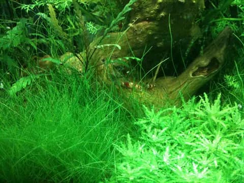 Kristal kırmızı karides (Caridina logemanni)