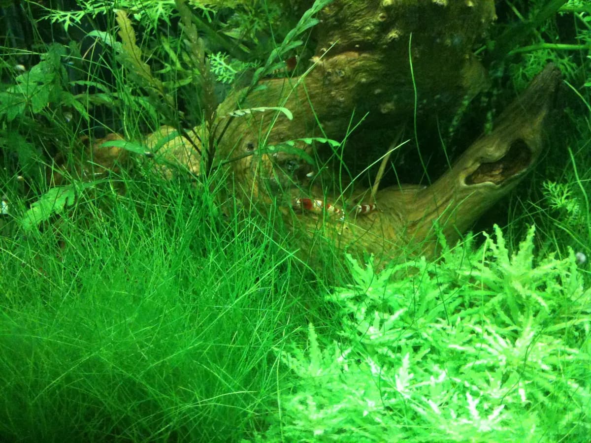 Kristal kırmızı karides (Caridina logemanni)