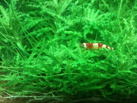 Kristal kırmızı karides (Caridina logemanni)