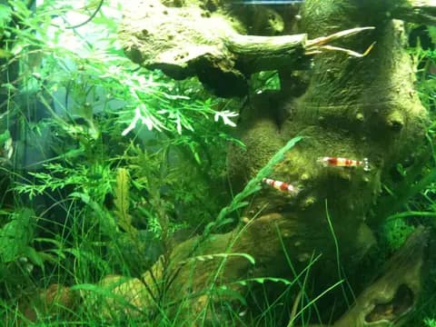 Kristal kırmızı karides (Caridina logemanni)
