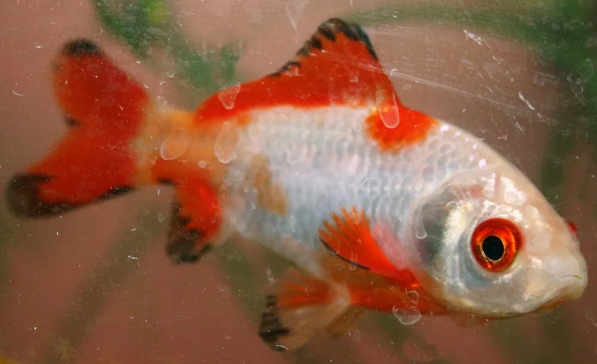 Kuyruklu yıldız (comet) (Carassius auratus)