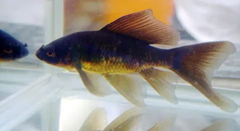 Kuyruklu yıldız (comet) (Carassius auratus)