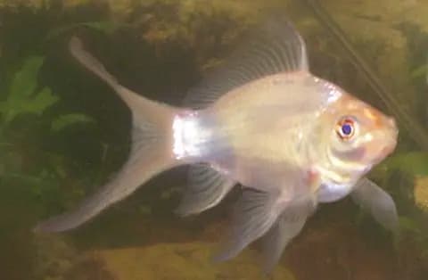 Kuyruklu yıldız (comet) (Carassius auratus)