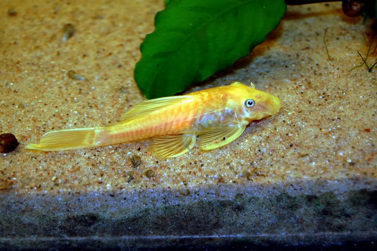 L144 ankistrus (Ancistrus sp. L144)