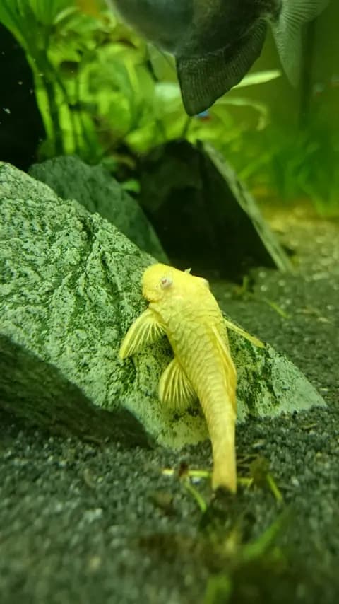 L144 ankistrus (Ancistrus sp. L144)