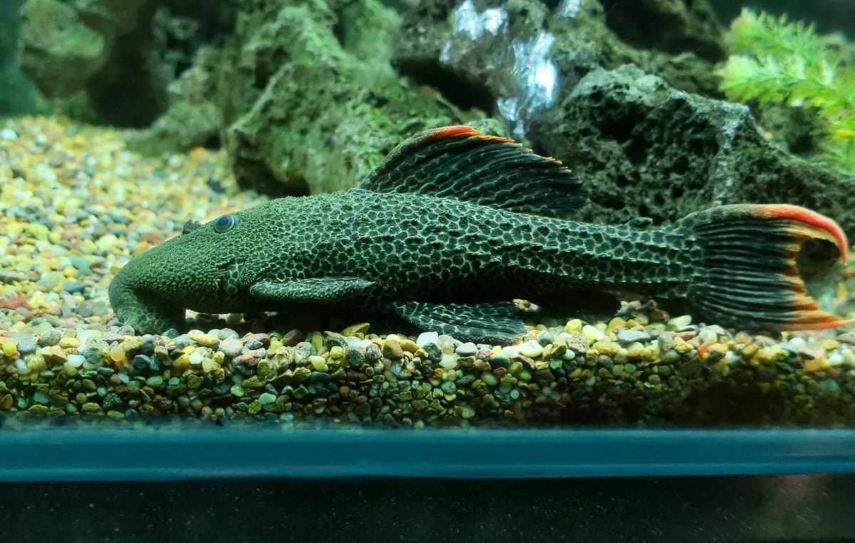 Leopar kaktüs vatoz (L114) (Pseudacanthicus leopardus)