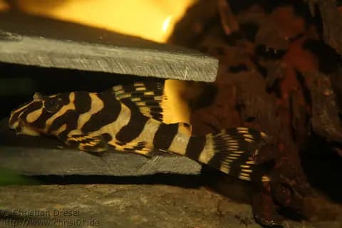Leopar kurbağa vatoz (L134) (Peckoltia compta)