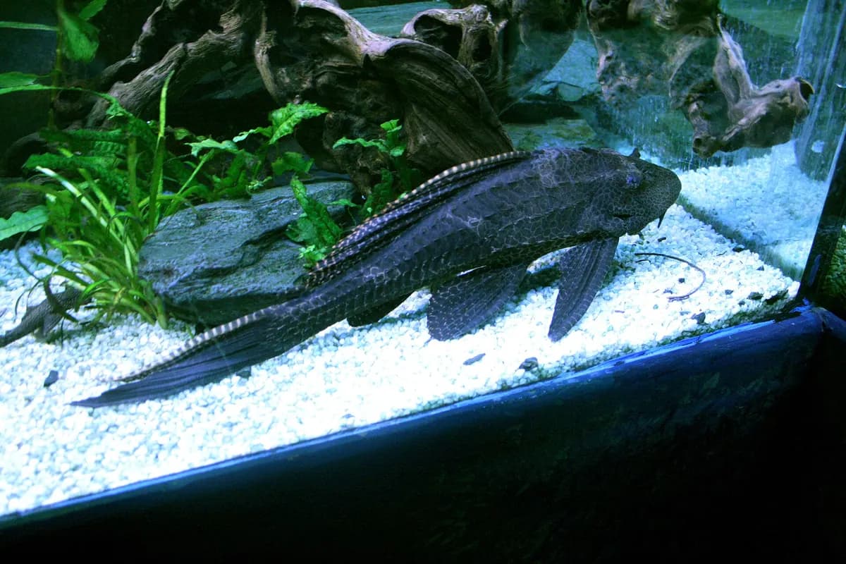Leopar vatoz (Pterygoplichthys gibbiceps)