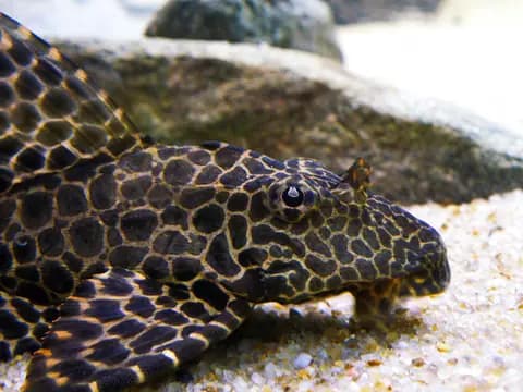 Leopar vatoz (Pterygoplichthys gibbiceps)