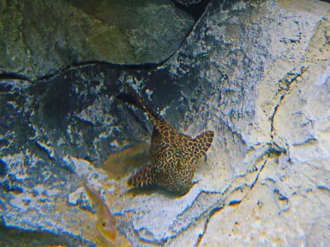 Leopar vatoz (Pterygoplichthys gibbiceps)