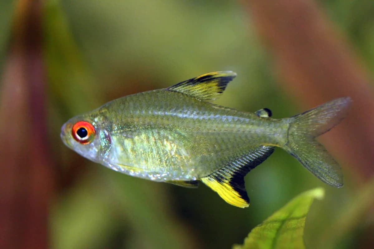 Limon tetra (Hyphessobrycon pulchripinnis)