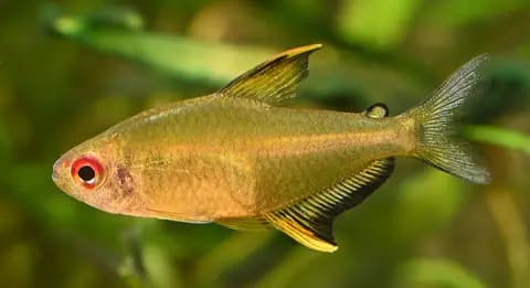 Limon tetra (Hyphessobrycon pulchripinnis)