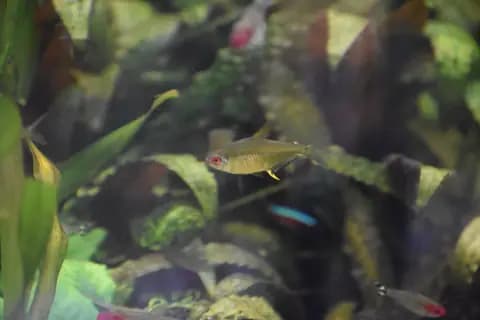 Limon tetra (Hyphessobrycon pulchripinnis)