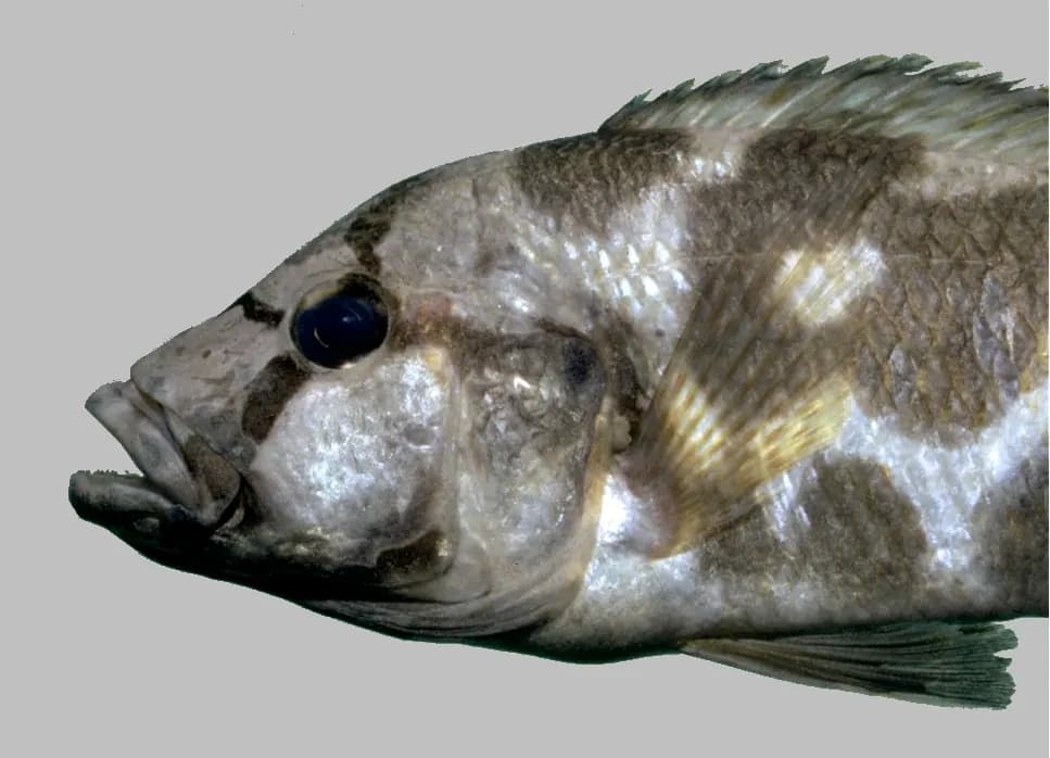 Livingstonii (Nimbochromis livingstonii)