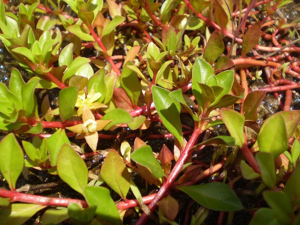 Ludwigia (Ludwigia repens)