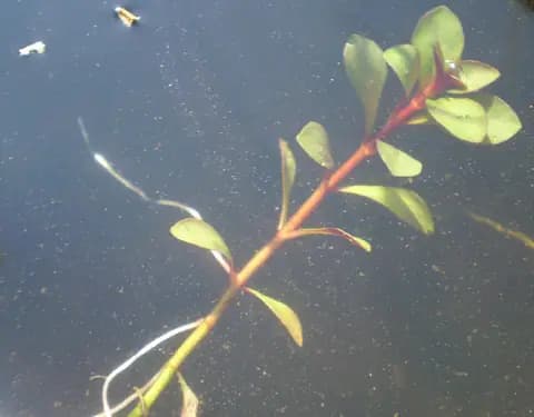 Ludwigia (Ludwigia repens)