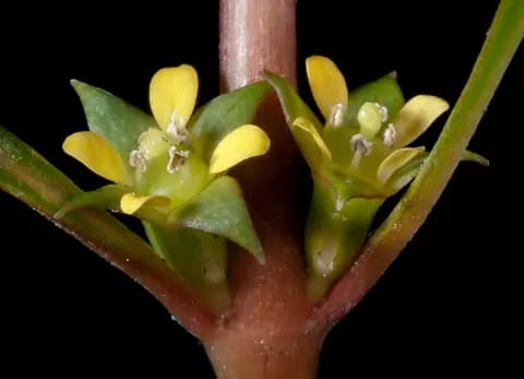 Ludwigia (Ludwigia repens)
